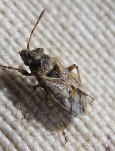 Nysius huttoni